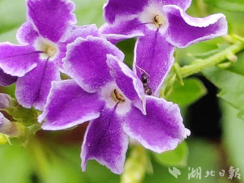 炸三张金花单机版下载